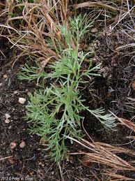 Image result for Artemisia caudata