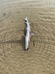 Image result for Furgaleus macki