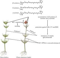 Attēlu rezultāti vaicājumam “Chara aspera male”