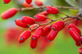 Attēlu rezultāti vaicājumam “Berberis vulgaris fruit”