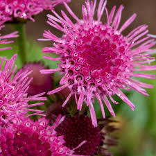 Image result for Ageratum mexicanum