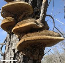 Attēlu rezultāti vaicājumam “Coriolopsis trogii”