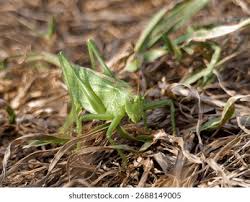 Attēlu rezultāti vaicājumam “Tettigonia cantans”