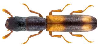 Attēlu rezultāti vaicājumam “Trogossitidae”