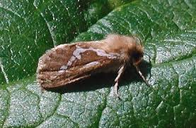 Attēlu rezultāti vaicājumam “Hepialus lupulinus”