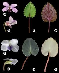 Attēlu rezultāti vaicājumam “Viola mirabilis leaf”