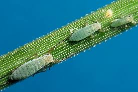 Attēlu rezultāti vaicājumam “Trichia alpina sessile”