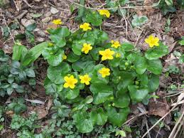 Attēlu rezultāti vaicājumam “Caltha palustris flower”