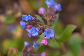 Image result for Pulmonaria officinalis