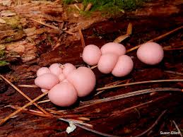 Attēlu rezultāti vaicājumam “Lycogala sp.”