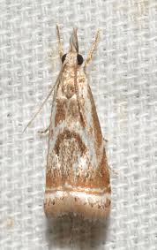 Attēlu rezultāti vaicājumam “Comatricha elegans var. microspora”