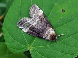 Attēlu rezultāti vaicājumam “Tetheella fluctuosa”