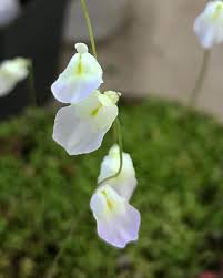 Attēlu rezultāti vaicājumam “Utricularia intermedia leaf”