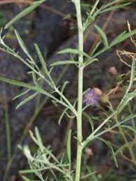 Attēlu rezultāti vaicājumam “Centaurea stoebe leaf”