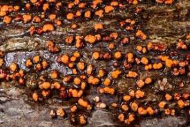 Attēlu rezultāti vaicājumam “Nectria cinnabarina”