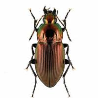 Attēlu rezultāti vaicājumam “Pterostichus quadrifoveolatus”