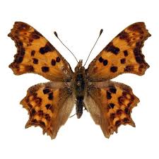 Attēlu rezultāti vaicājumam “Polygonia c-album underside”