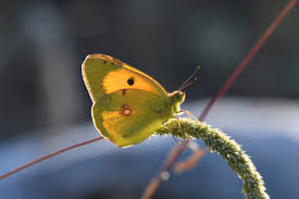 Attēlu rezultāti vaicājumam “Colias croceus”