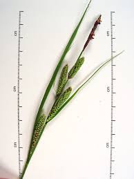 Attēlu rezultāti vaicājumam “Carex acuta leaf”