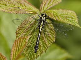 Attēlu rezultāti vaicājumam “Gomphus vulgatissimus”