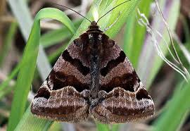 Attēlu rezultāti vaicājumam “Euclidia glyphica”