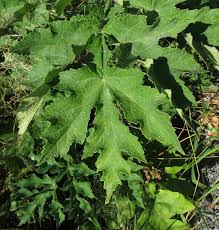 Attēlu rezultāti vaicājumam “Heracleum sphondylium subsp. sibiricum leaf”