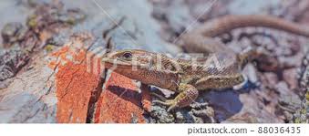 Attēlu rezultāti vaicājumam “Lacerta vivipara”