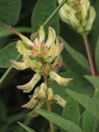 Attēlu rezultāti vaicājumam “Astragalus glycyphyllos flower”