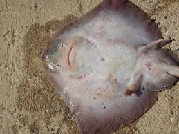 Image result for Raja radula