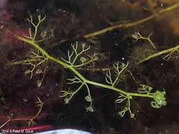 Attēlu rezultāti vaicājumam “Utricularia minor flower”