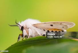 Attēlu rezultāti vaicājumam “Spilosoma lubricipeda”