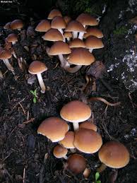 Attēlu rezultāti vaicājumam “Psathyrella pygmaea”