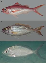 Image result for Polysteganus undulosus