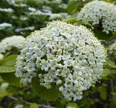 Attēlu rezultāti vaicājumam “Viburnum lantana  flower”