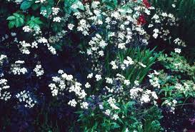 Attēlu rezultāti vaicājumam “Anthriscus sylvestris flower”