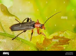 Attēlu rezultāti vaicājumam “Cantharis livida”