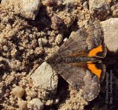 Attēlu rezultāti vaicājumam “Boudinotiana notha”