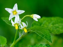 Attēlu rezultāti vaicājumam “Solanum nigrum flower”
