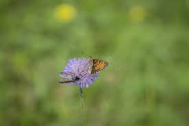 Attēlu rezultāti vaicājumam “Mellicta athalia underside”