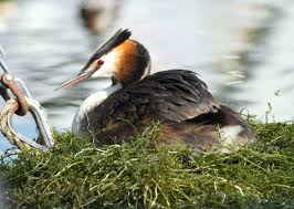 Attēlu rezultāti vaicājumam “Podiceps cristatus nest”