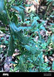 Attēlu rezultāti vaicājumam “Achillea salicifolia leaf”