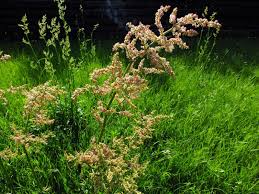 Attēlu rezultāti vaicājumam “Rumex thyrsiflorus”