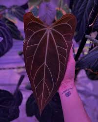 Attēlu rezultāti vaicājumam “Cirsium x rigens leaf”