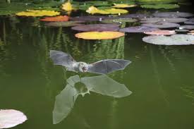 Attēlu rezultāti vaicājumam “Myotis nattereri”