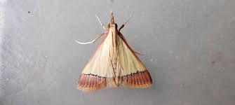 Attēlu rezultāti vaicājumam “Agrotis ripae”