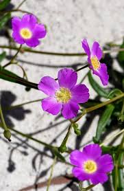 Attēlu rezultāti vaicājumam “Portulacaceae”