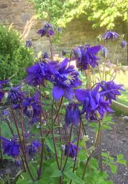 Attēlu rezultāti vaicājumam “Aquilegia vulgaris flower”
