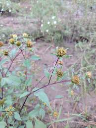 Attēlu rezultāti vaicājumam “Bidens frondosa flower”