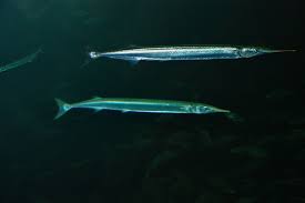 Image result for Belone belone