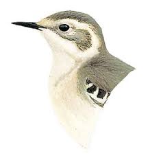 Attēlu rezultāti vaicājumam “Motacilla citreola”